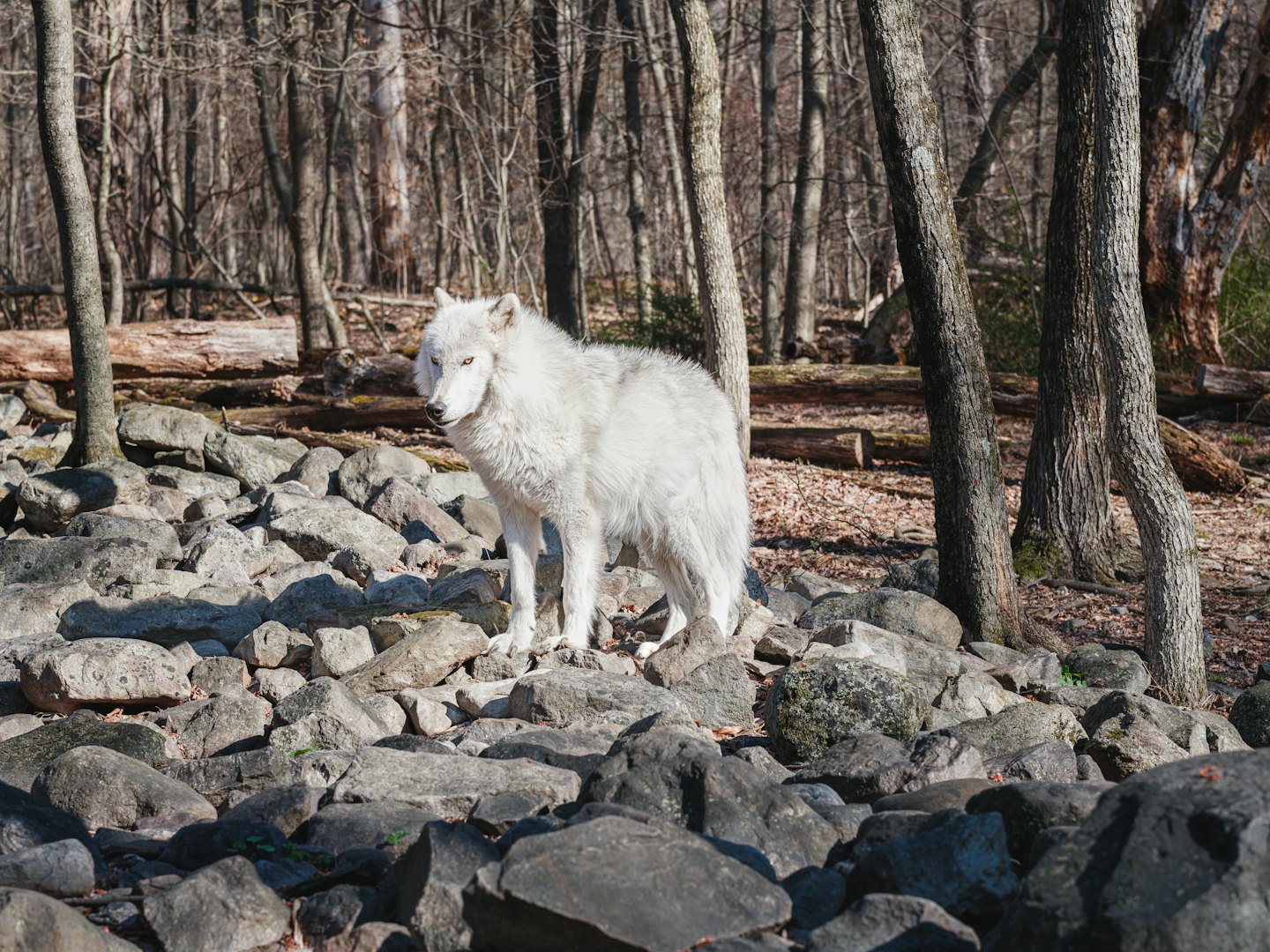A white wolf stands on a rocky forest floor.