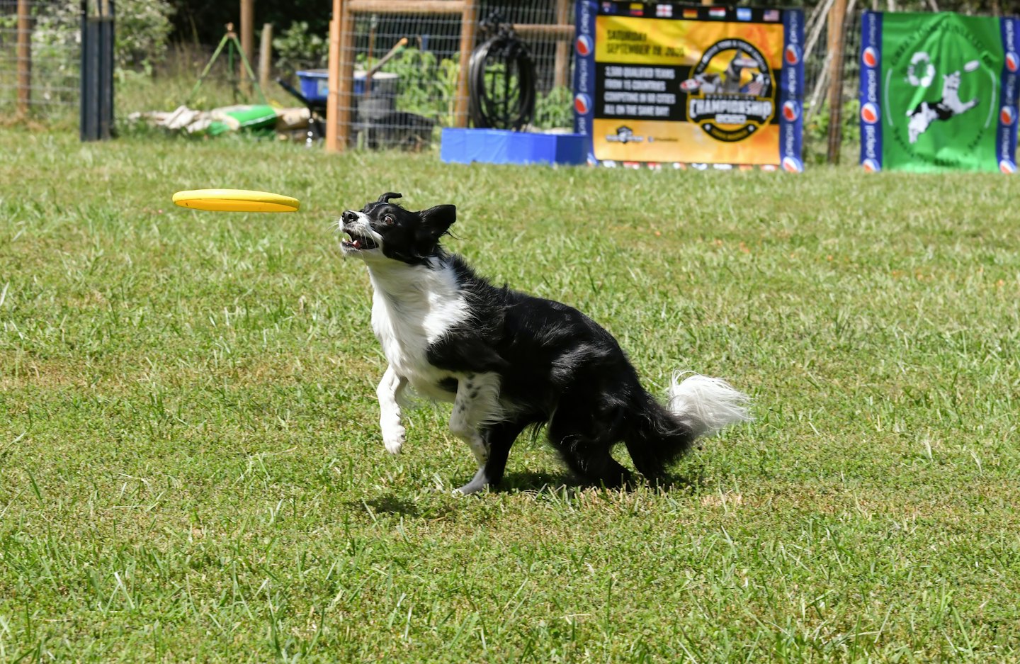 Border collie leaping to catch yellow frisbee on grass.