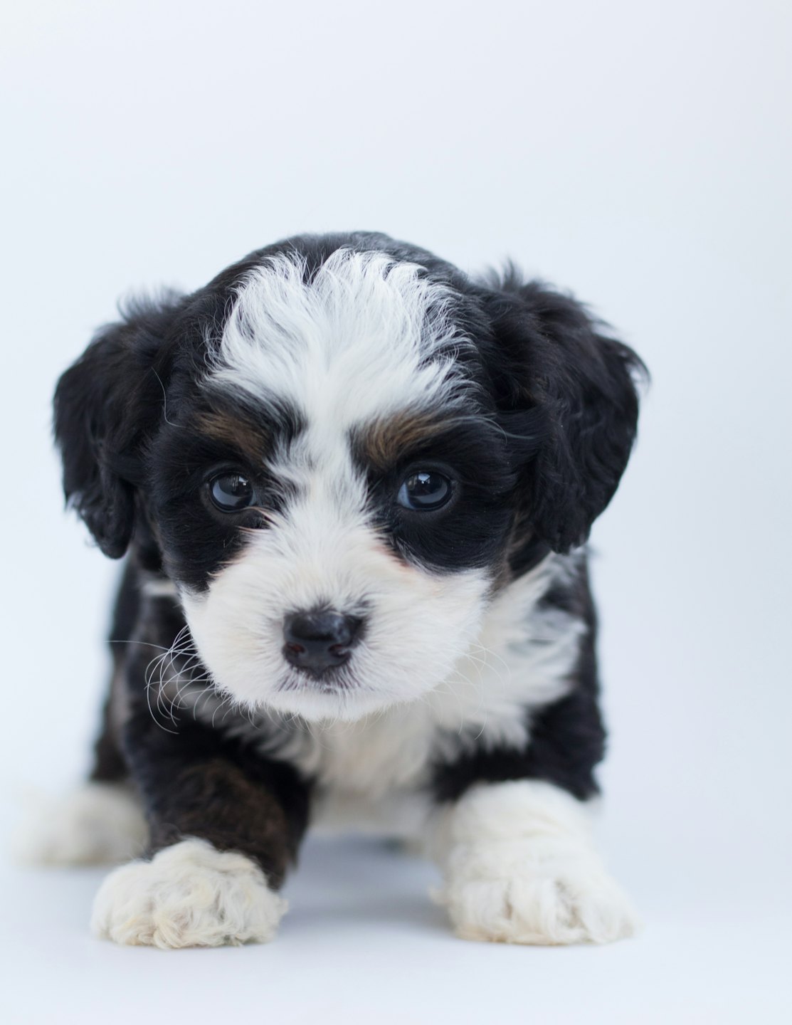 Fluffy puppy with black, white, and brown fur looking at the camera.