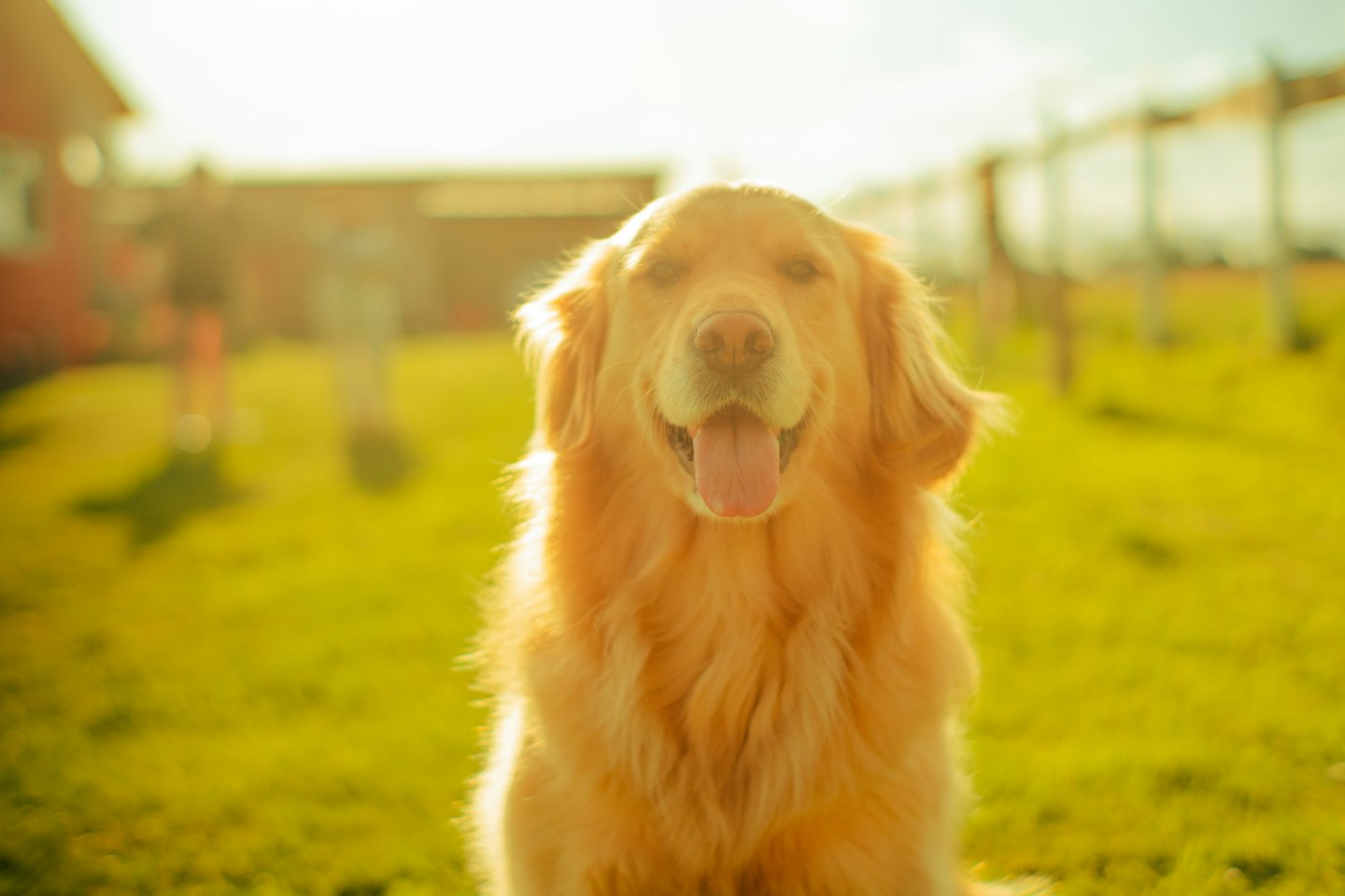 A golden retriever sits in a grassy field.
