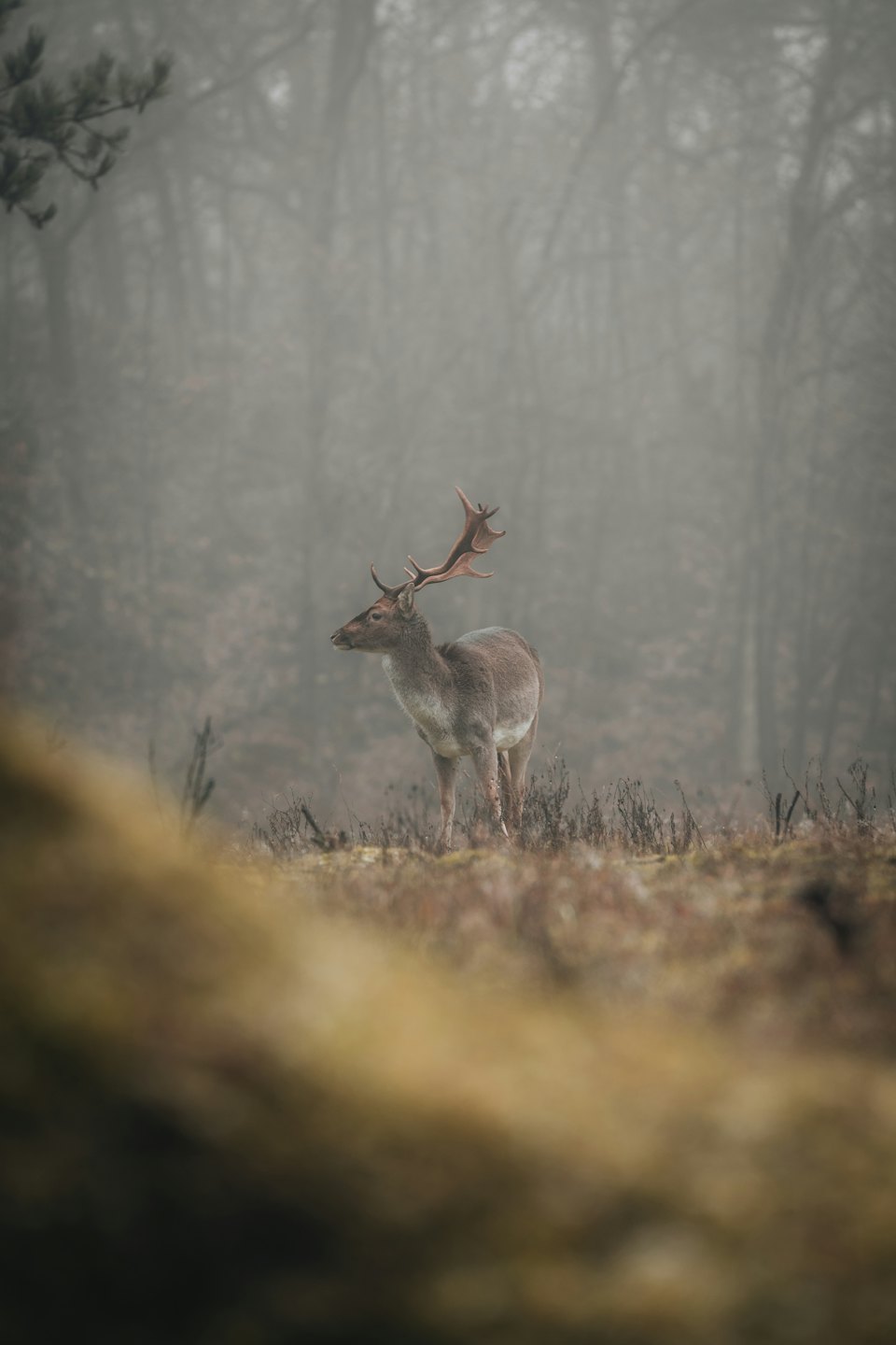 A deer with antlers stands in a misty forest clearing.