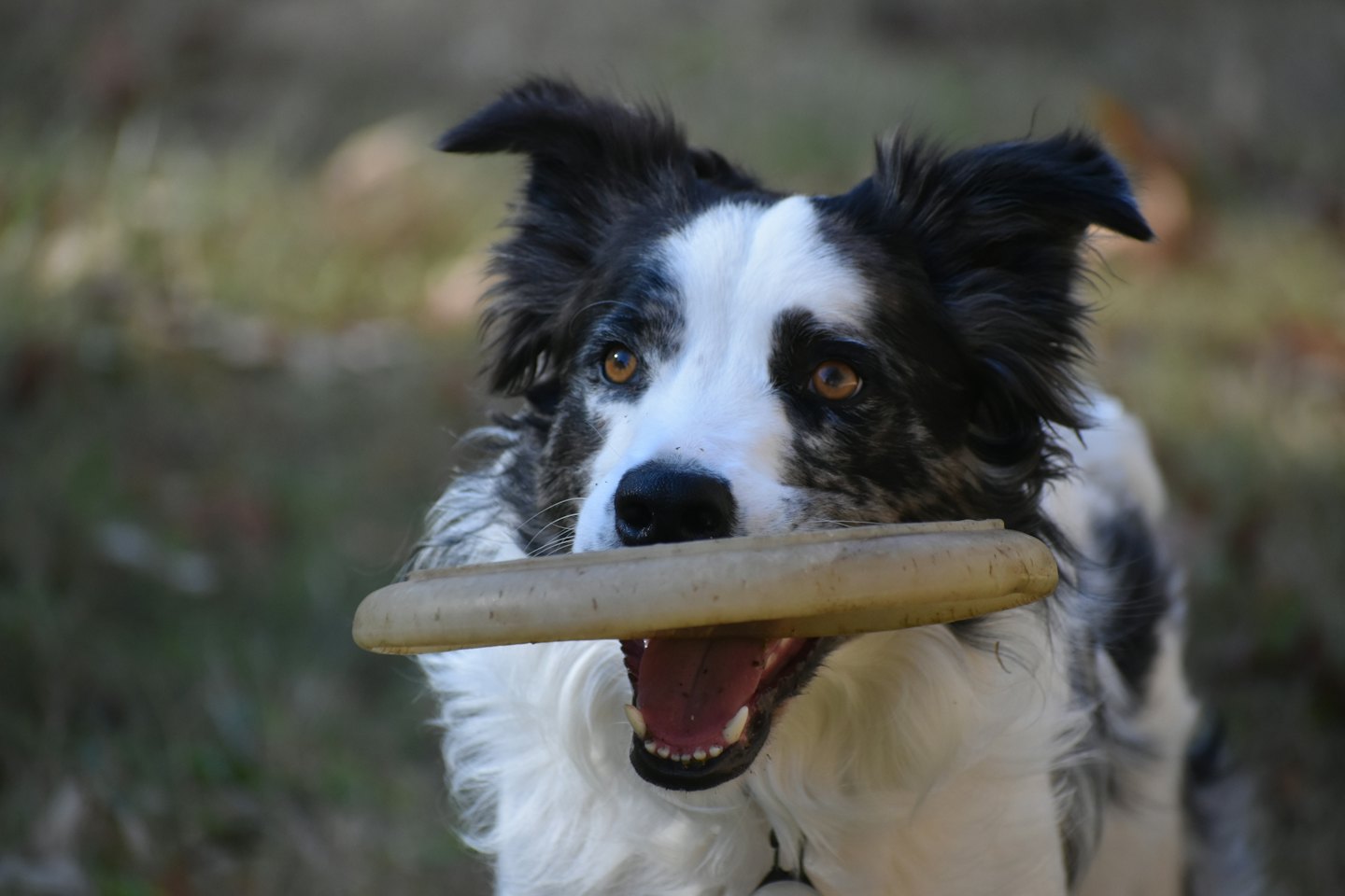 A black and white Border Collie holds a frisbee.