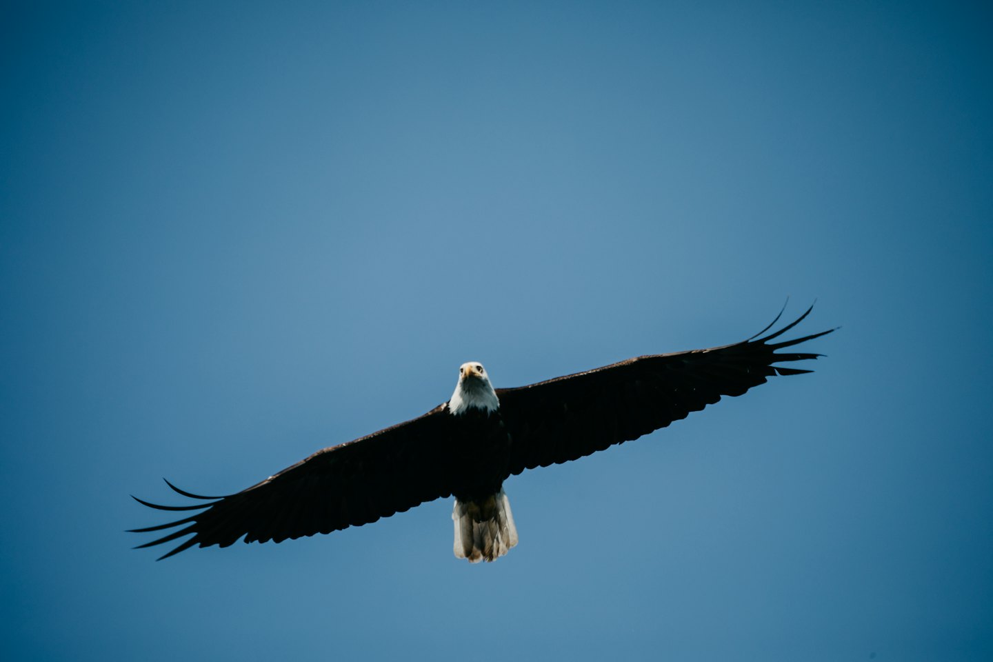 A bald eagle glides with its wings fully spread.