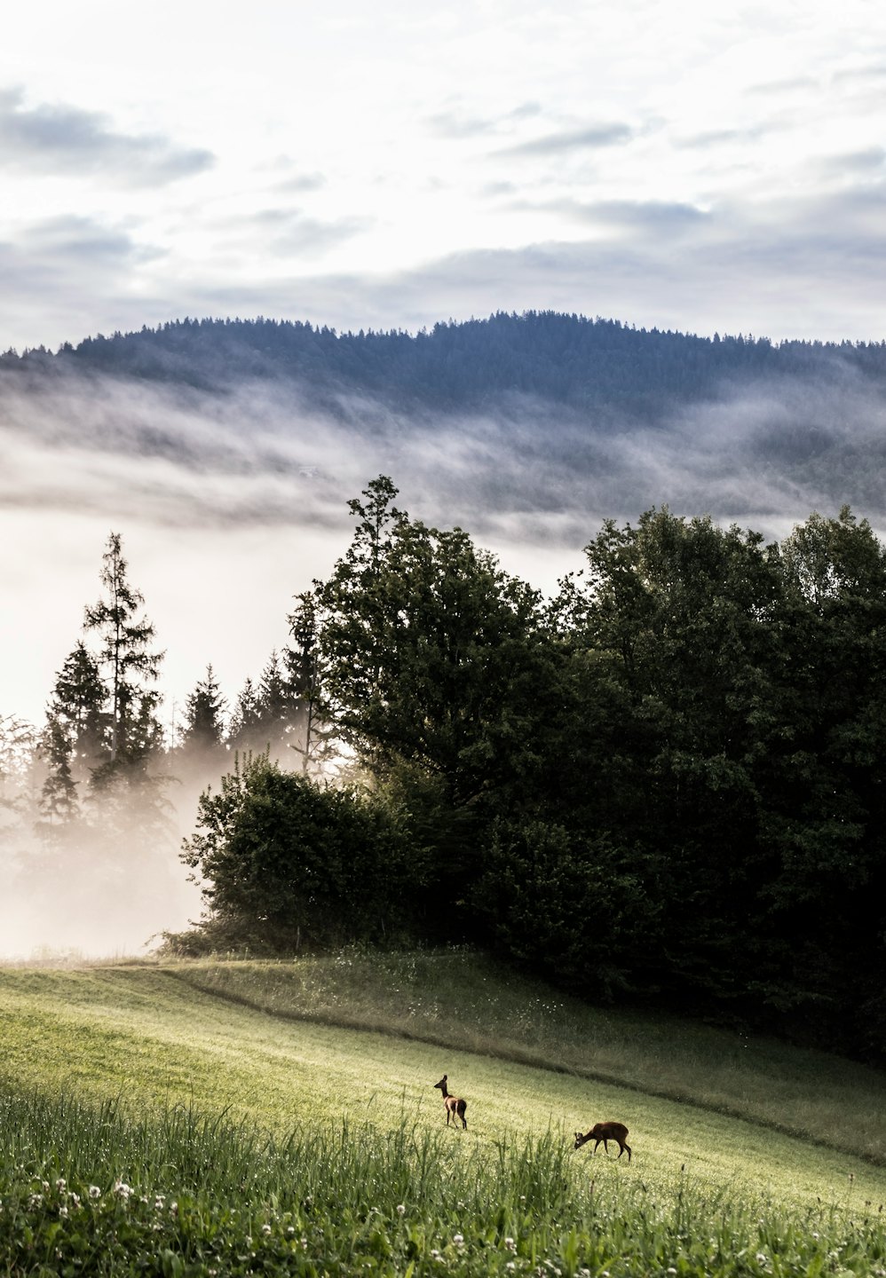 Two deer graze on a misty green hillside.